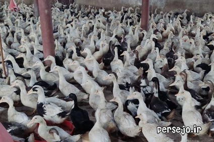 اردک پکنی اصلاح نژاد شده