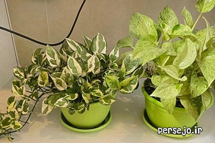 گلها با گلدان