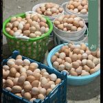 تخم مرغ محلی، ارگانیک زیر نظر دامپزشک