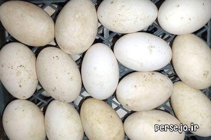 تخم غاز لیندا