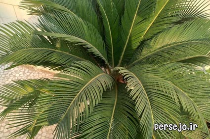 گل سیکاس